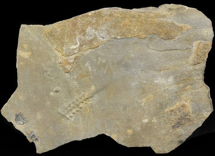 Cruziana (Fossil Trilobite Trackway) - Morocco #49198
